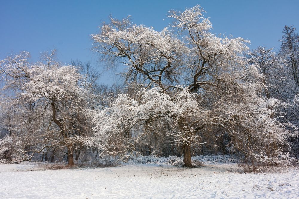 Winter Impression Nr.