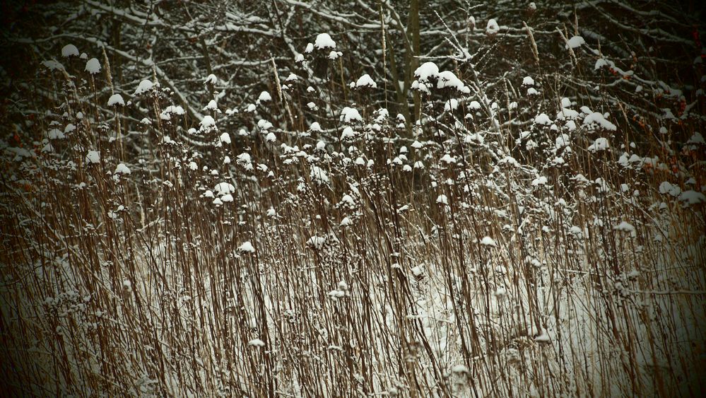 Winter Impressionen #5