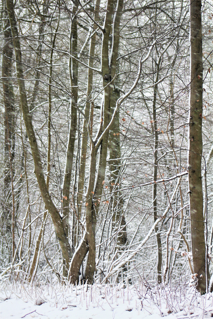 Winter Impressionen 