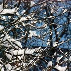 Winter Impressionen aus meinem Fenster