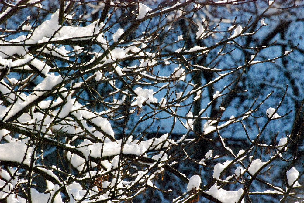 Winter Impressionen aus meinem Fenster