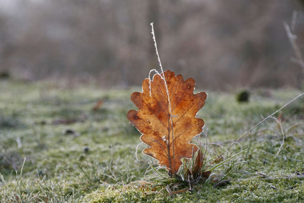 winter impressionen