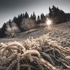 Winter Impressionen im Nagoldtal