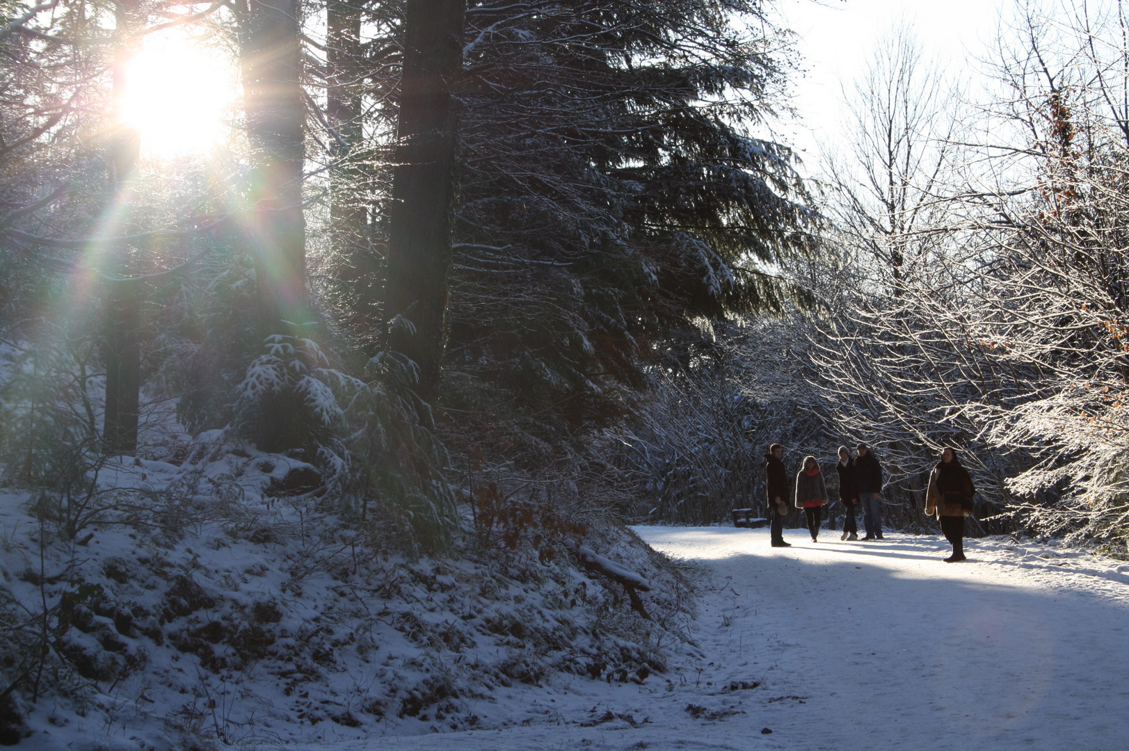 Winter-Impressionen_Freiburg_Spaziergang im "Stern-Wald"