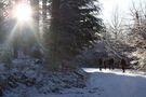 Winter-Impressionen_Freiburg_Spaziergang im "Stern-Wald" von Martin Schlachter 