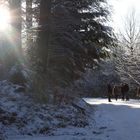 Winter-Impressionen_Freiburg_Spaziergang im "Stern-Wald"