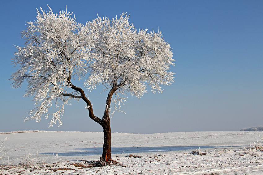 Winter Impressions