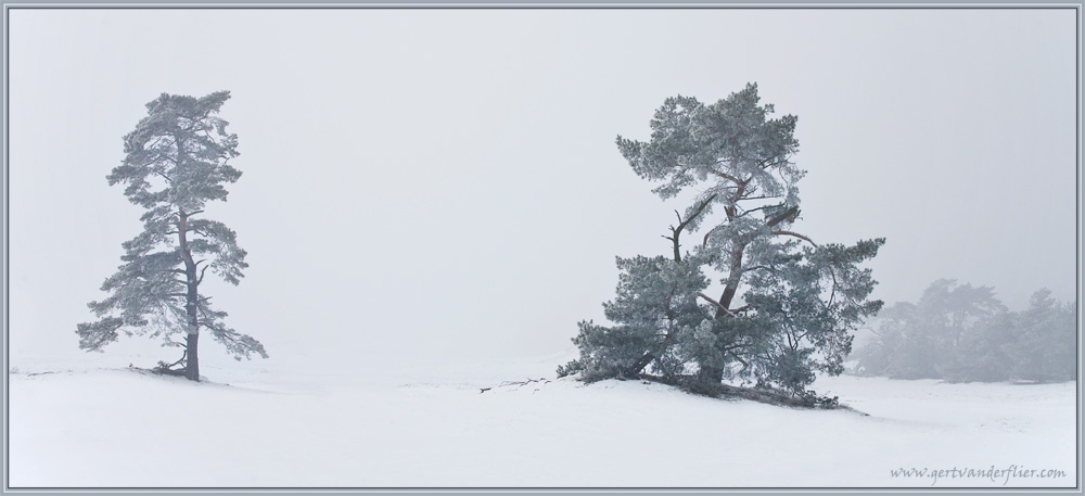 Winter in a National Park VI