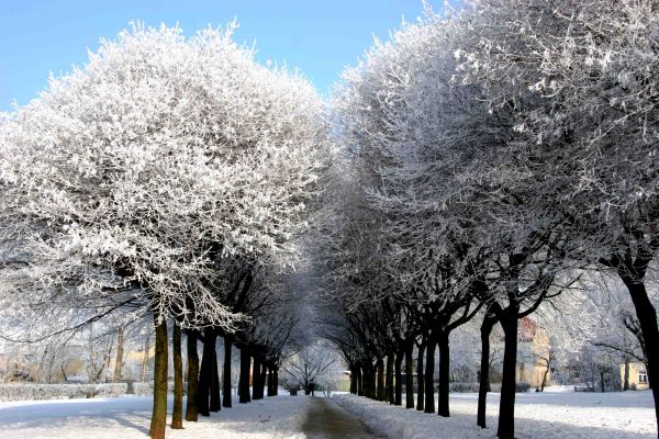 Winter in a park in Plock / Poland /