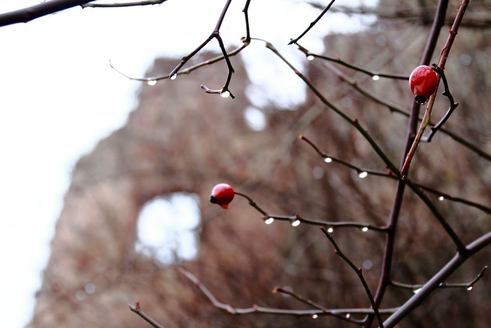 Winter in Altleimingen