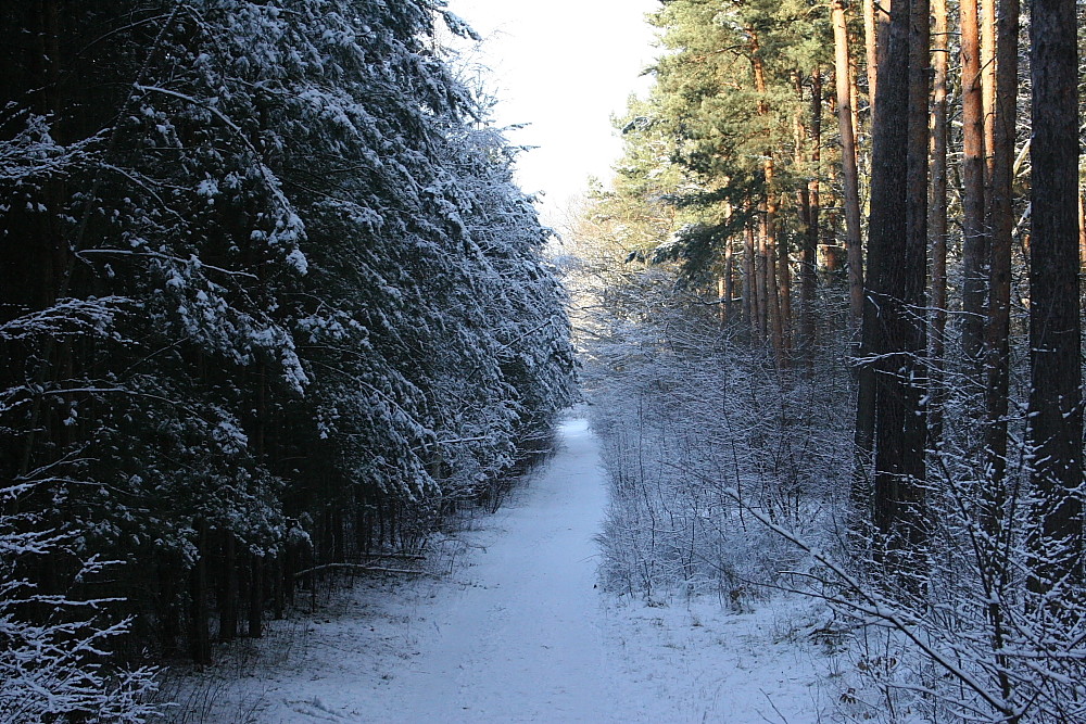 Winter in Barnim/Brandenburg