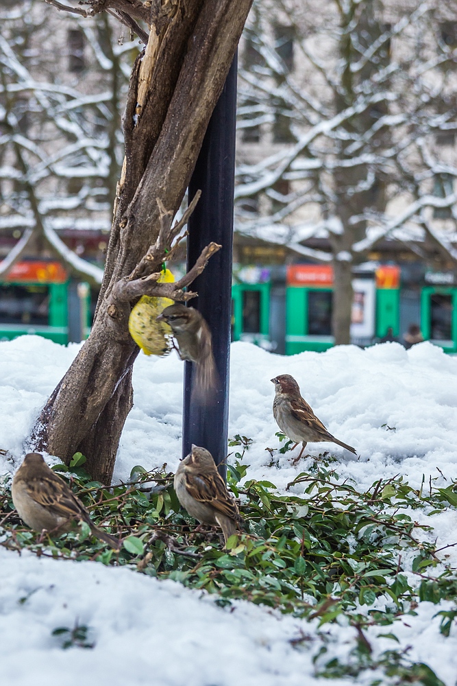 Winter in Basel 06