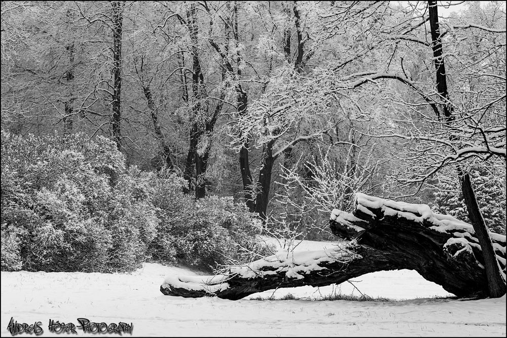 Winter in Belvedere