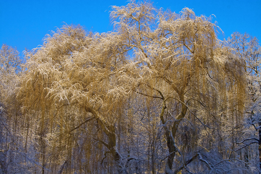 winter in berlin 03