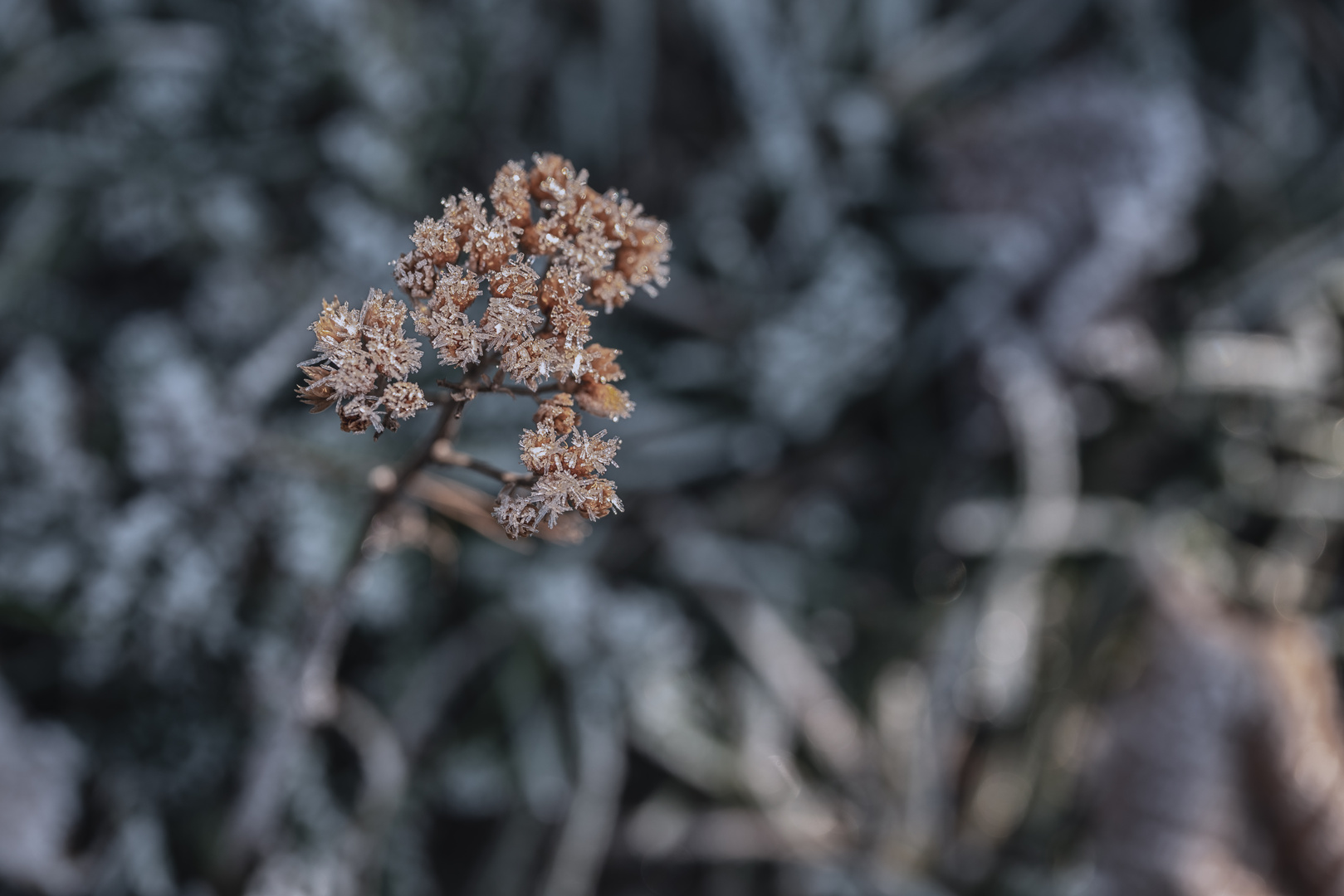 Winter in Berlin