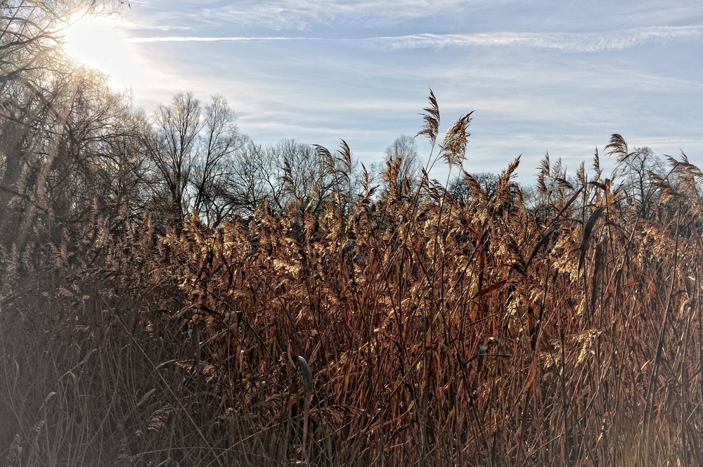 Winter in Berlin....., am Dorfteich......