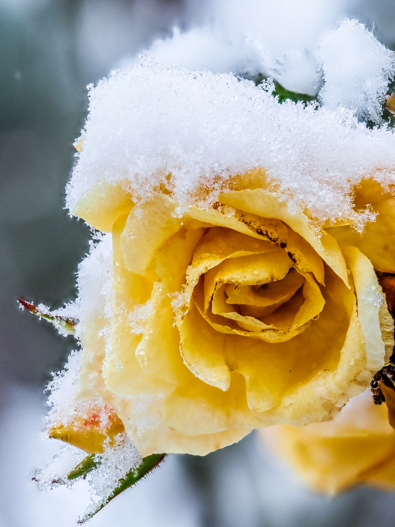 Winter in Berlin und eine Erinnerung an den vergangenen Sommer