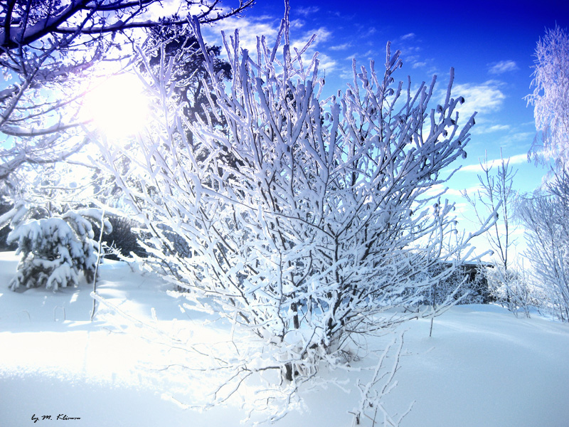 Winter in Blackwood Forest II