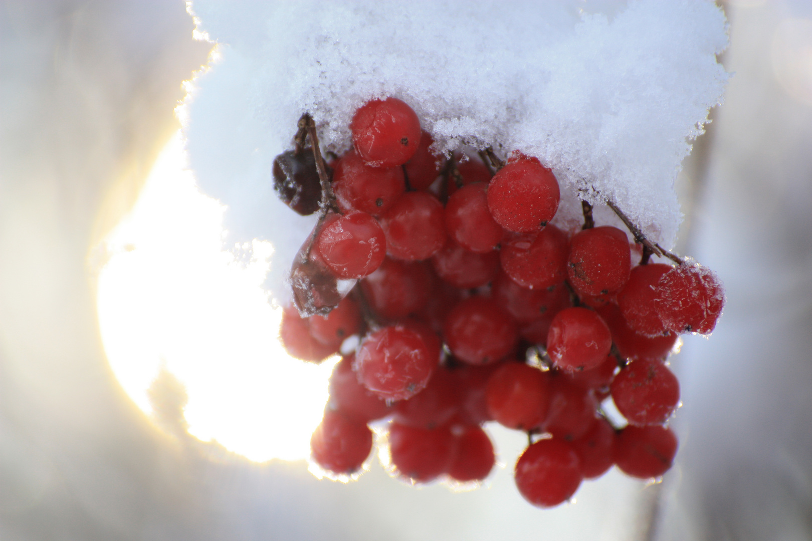 Winter in Borna