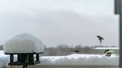 Winter in Brandenburg