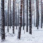 ~ Winter in Brandenburg ~