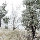 Winter in Canberra