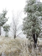 Winter in Canberra