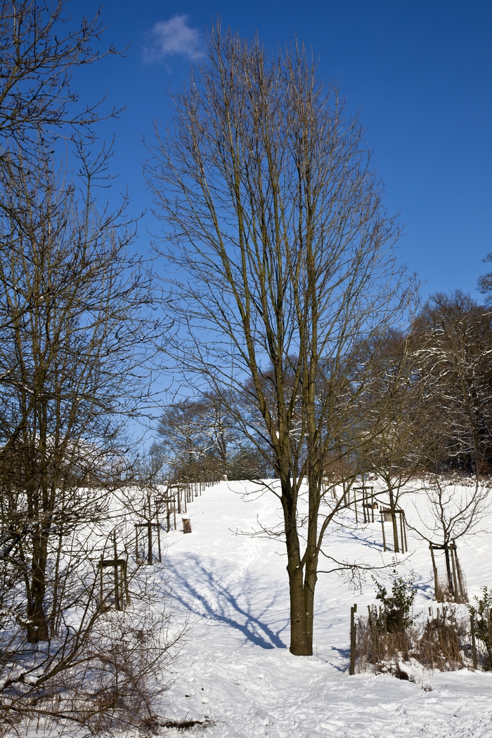 Winter in Cronenberg I