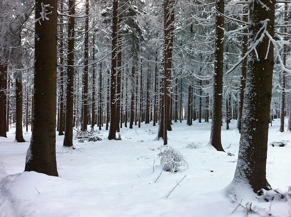 Winter in Davidschlag