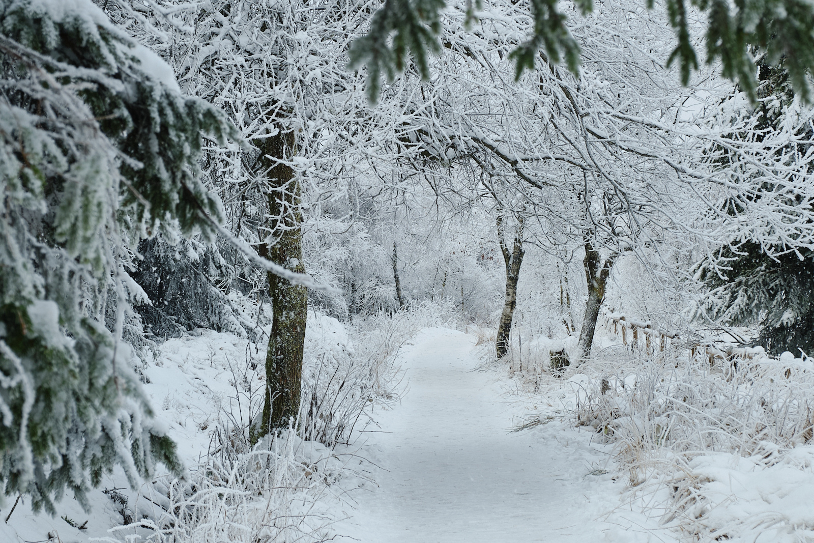 Winter in den Ardennen