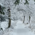 Winter in den Ardennen