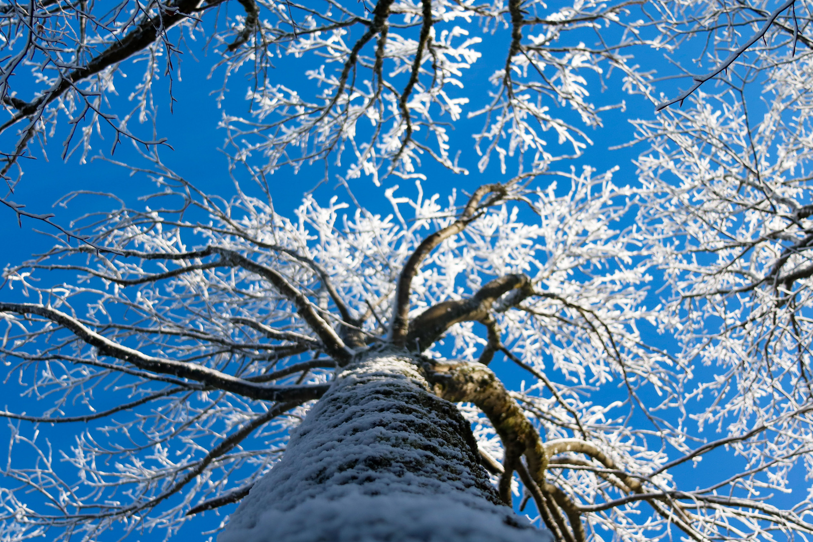 Winter in den Bäumen