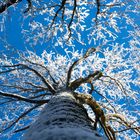 Winter in den Bäumen