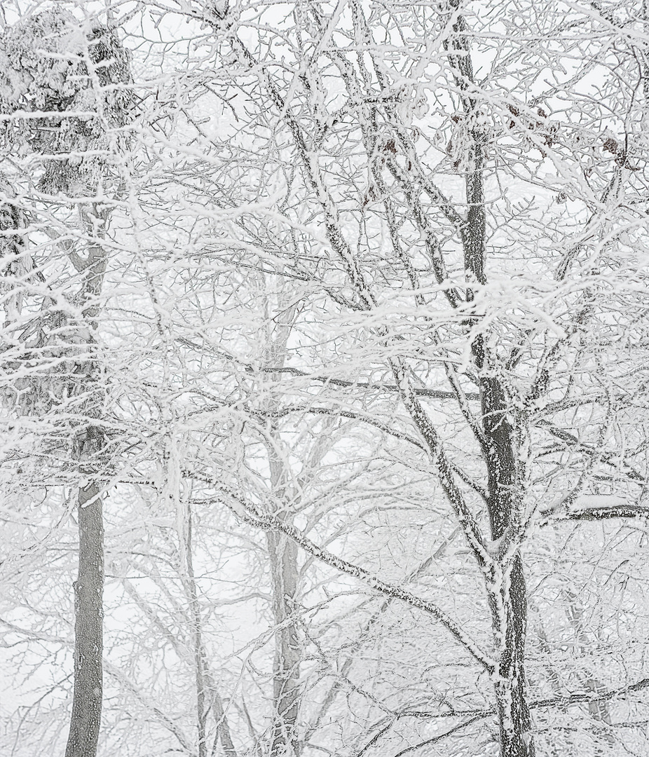 Winter in den Buchenkronen