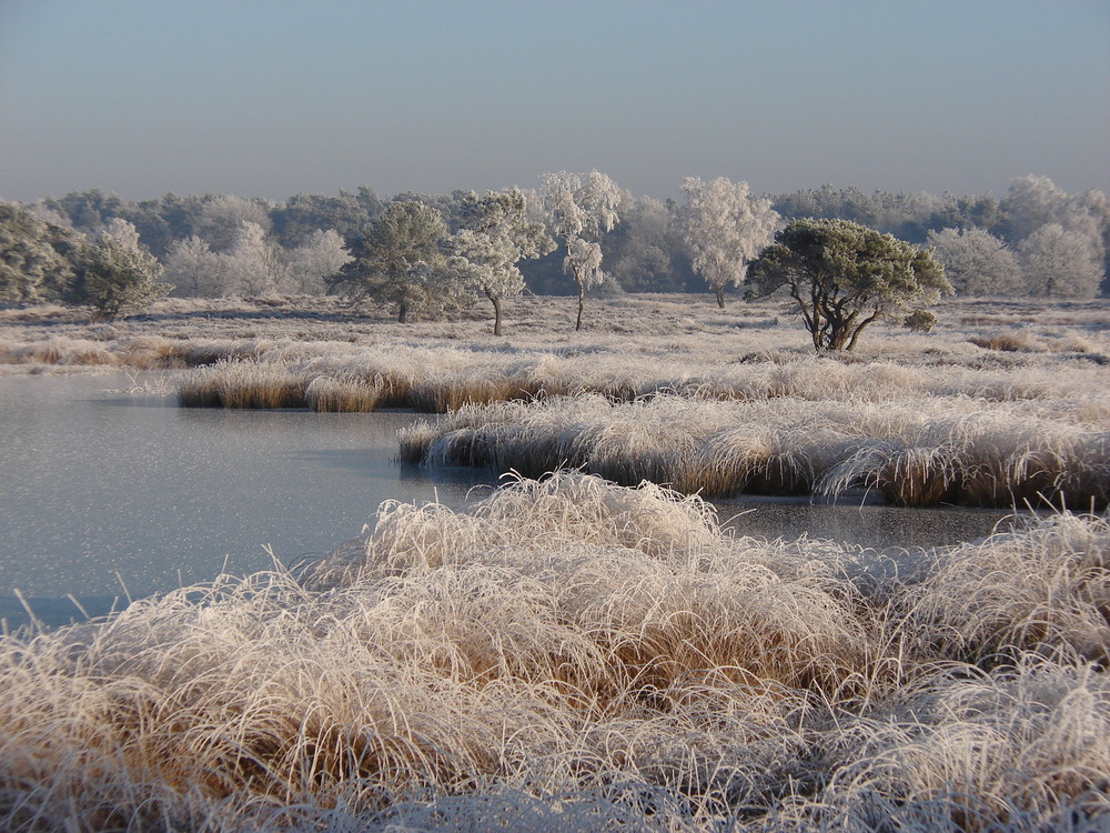 Winter in den Dünen.