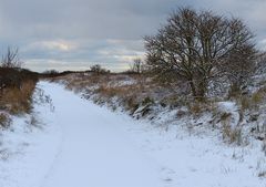 Winter in den Dünen