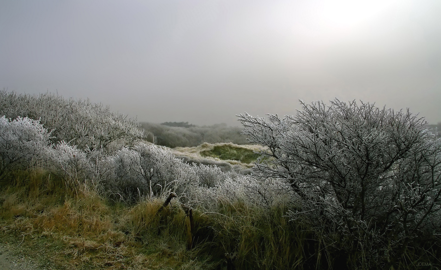 Winter in den Dünen