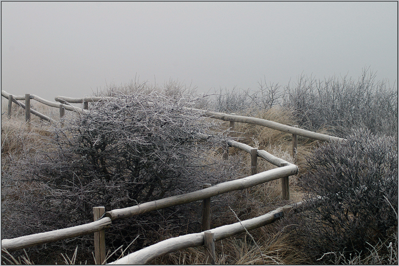 Winter in den Dünen