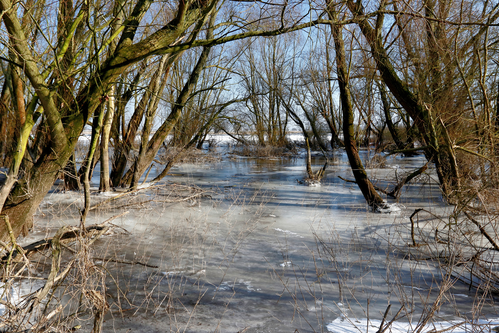 Winter in den Elbtalauen