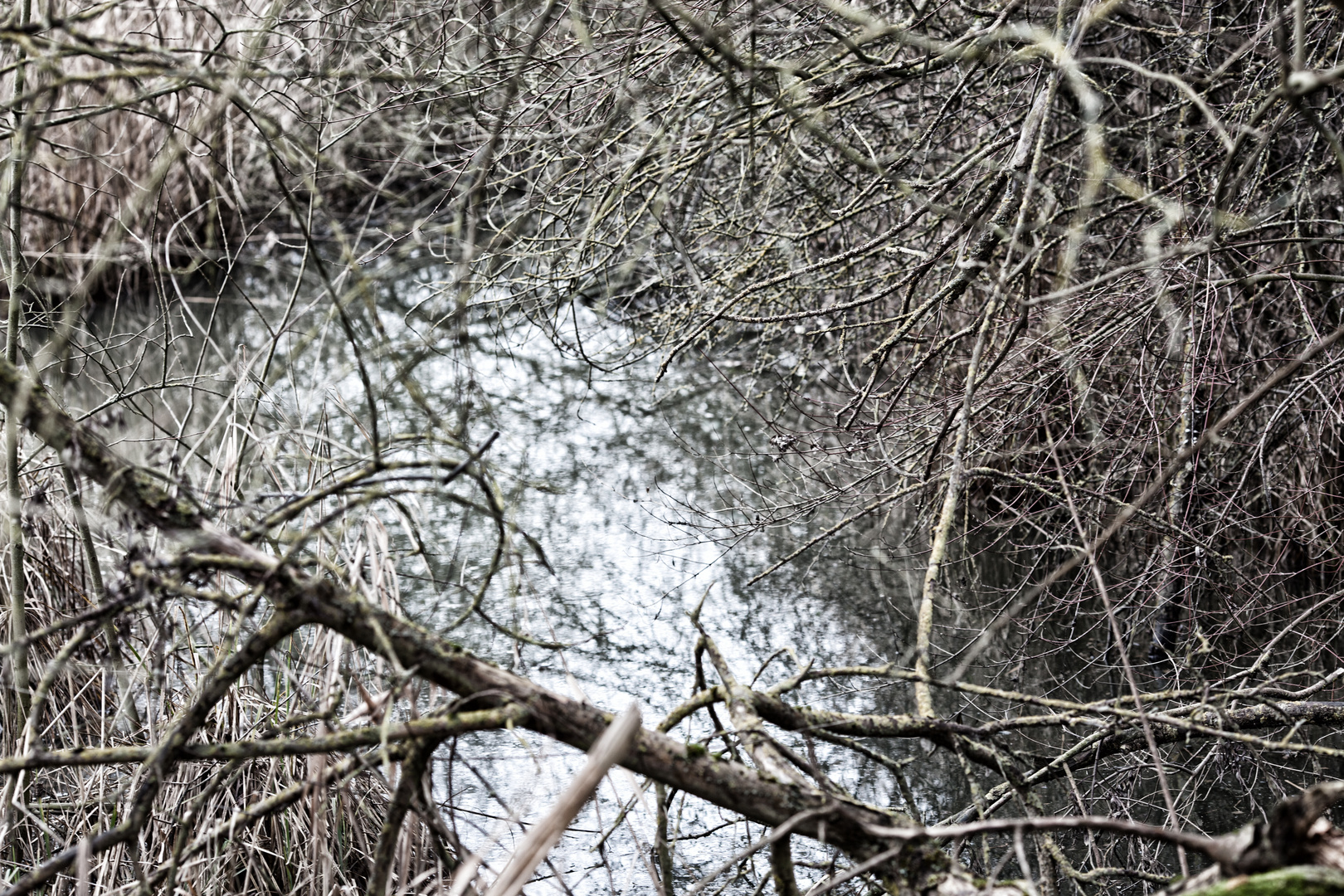 Winter in den Elsässischen Everglades