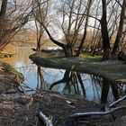 Winter in den Rheinauen 2