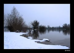 Winter in den Rheinauen.....
