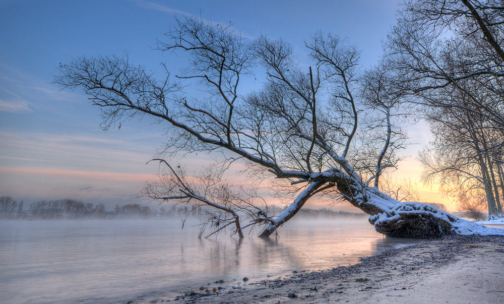 Winter in den Rheinauen