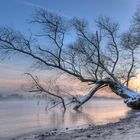 Winter in den Rheinauen