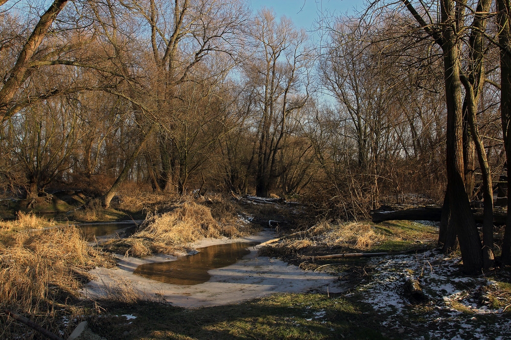 Winter in den Rheinauen