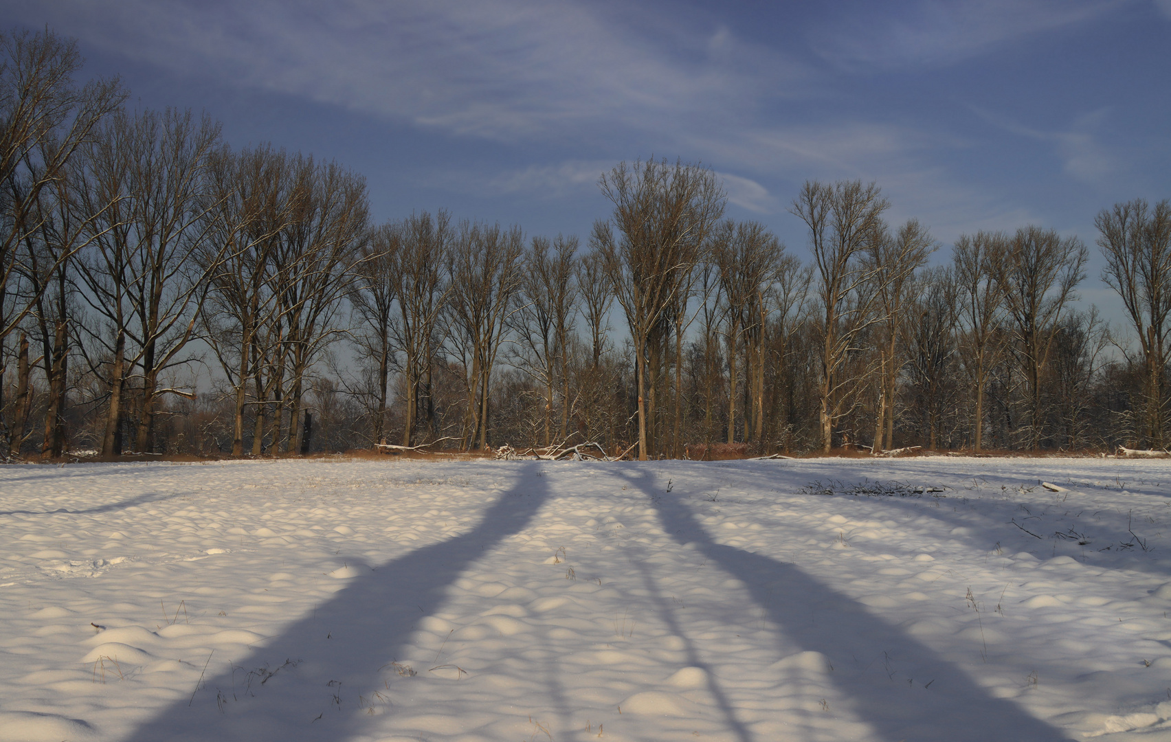 Winter in den Siegauen (2)