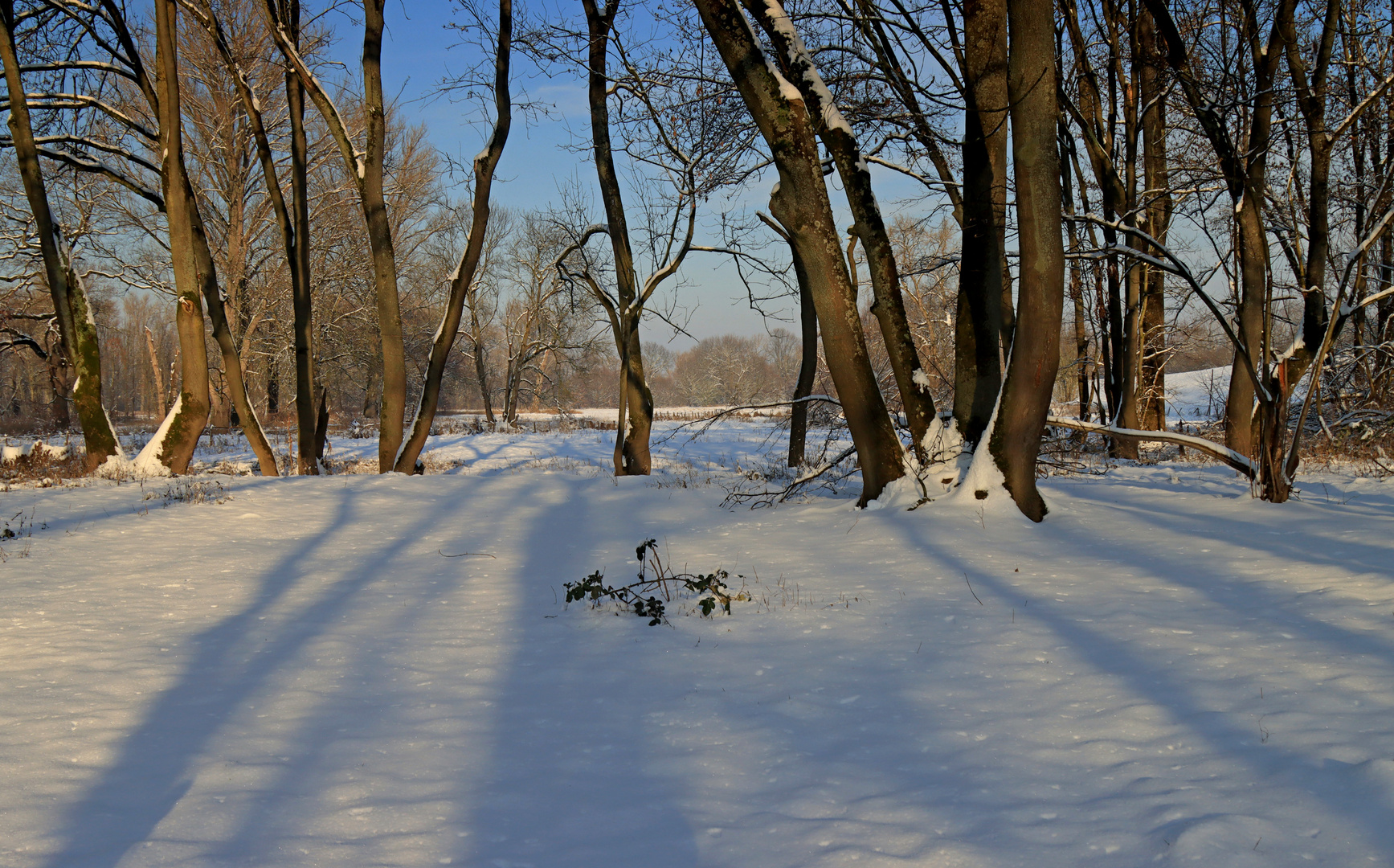 Winter in den Siegauen