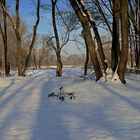 Winter in den Siegauen