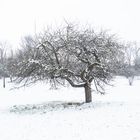 Winter in den Siegauen