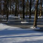 Winter in den überfluteten Rheinauen